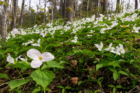 A wide angle photograph with a close up of a White Trillium in the foreground amidst a bed of hundreds of trilliums   Trillium grandiflorum is the official emblem of the Province of Ontario and the State Wildflower of Ohio の写真素材