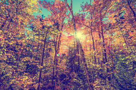 A low angle view of the bright sun shining through colorful autumn leaves on trees in a forest.  Filtered to give retro, faded look.
の写真素材