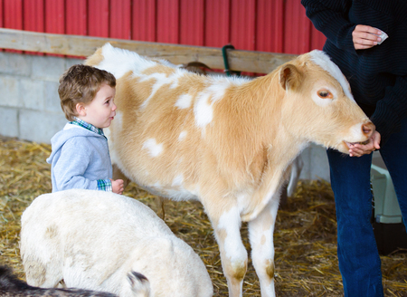 A little boy watches a person feed a calf at a farm.の写真素材