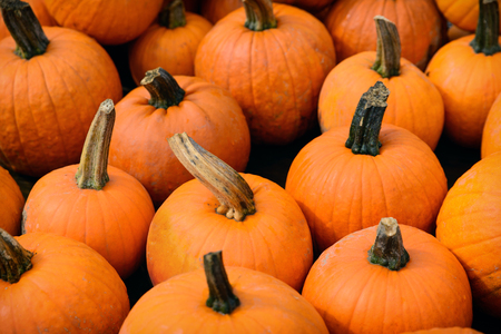 A close up view of a group of small orange pumpkins.