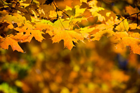 A close up of yellow golden fall leaves on a tree.  Room for copy space.
