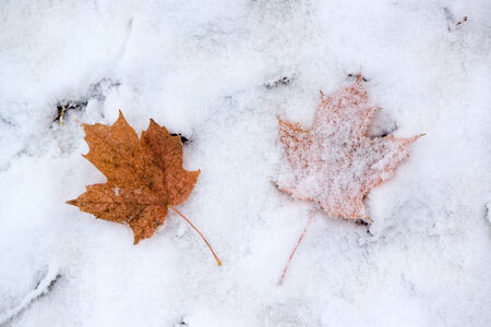 A close up of two brown maple leaves side by side on the snow covered ground.  One is covered in snow the other is not.の写真素材