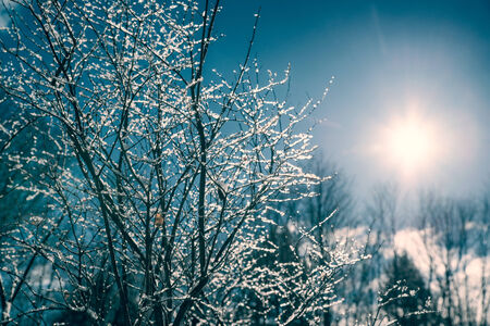 The sun shines brightly behind a tree with it's branches covered in ice.の写真素材
