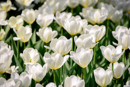 A field of white tulips in bloom.の写真素材