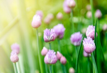 A close up photo of organic spring onions with their flower buds just beginning to bloom in a vegetable garden during the summer season.の写真素材