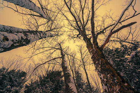 A low angle view looking up at a canopy of tall bare trees partially covered in snow during the...
