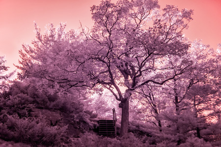 Photographed with a 665nm near infrared converted camera of a park landscape with the sunlight shining behind the trees on a clear day.の写真素材