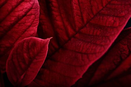 A close up macro of poinsettia plant leaves.  The plant is most commonly used for Christmas displays and themes.の写真素材