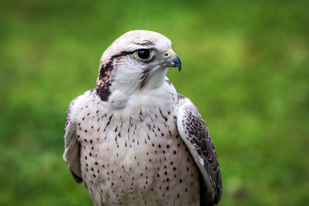 A lanner falcon is perched at an outdoor show on birds of prey.の写真素材