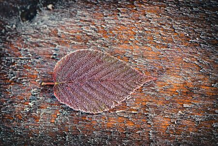 A single frosted blackberry leaf on a piece of rough frosted deck wood.