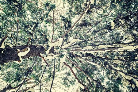 A low angle view of a snow covered eastern white cedar during the winter season.  Filtered for a retro, vintage look.の写真素材