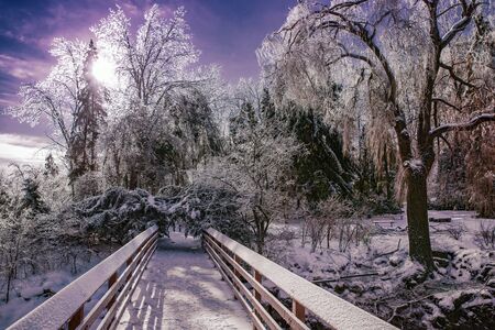 Ice covered tree branches sparkle and glow in the sunlight in a park setting.の写真素材