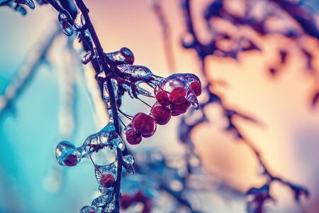 A close up of ice covered crab apples on a tree. の写真素材