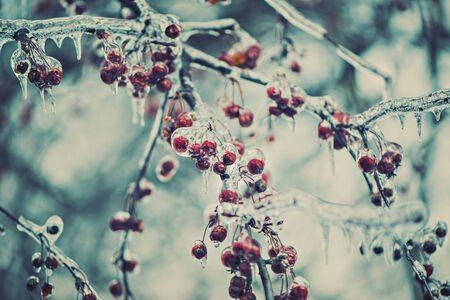 A close up of red berries on tree branches covered in ice during the winter season.  Filtered for a retro, vintage look.の写真素材