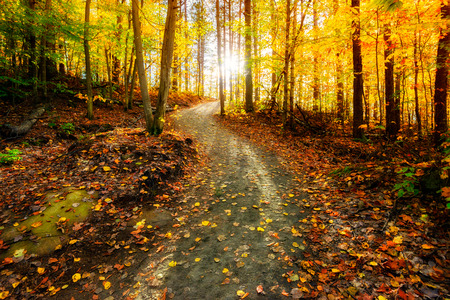 Sun shining through the trees on a path in a golden forest landscape setting during the autumn season. Sun shining through the trees on a path in a golden forest landscape setting during the autumn season.