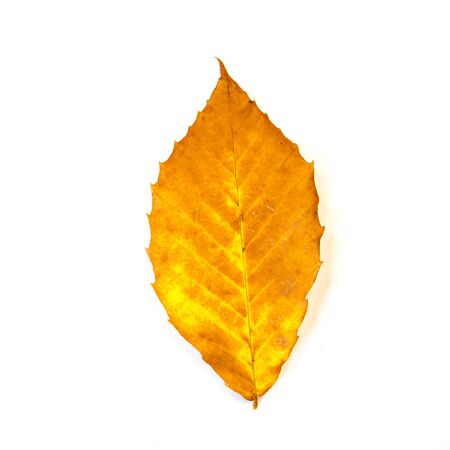 A close up of a yellow and orange American beech autumn leaf isolated on a white background.