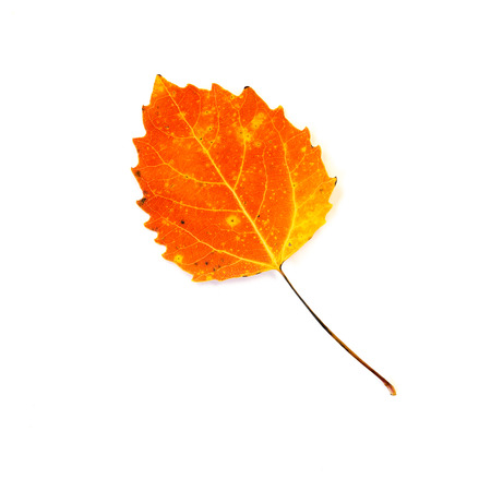 A close up of a fire orange  autumn leaf of a Bigtooth or Largetooth Aspen.  Isolated on a white background.の写真素材
