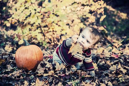 A boy sits beside a pumpkin outside on the leaf covered ground in a forested landscape holding out a maple leaf during the autumn season.  Filtered to give vintage, faded look.の写真素材