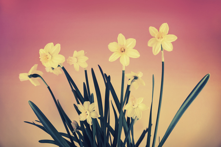 Yellow daffodils against a red and yellow color gradient background.  Filtered for a retro, vintage look.の写真素材