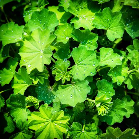 Rain drops on a plant with green vibrant leaves.の写真素材