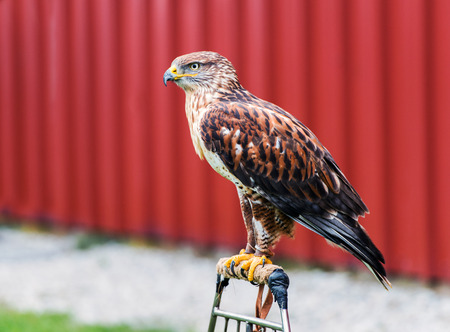 A red-tailed hawk is perched at an outdoor show on birds of prey.