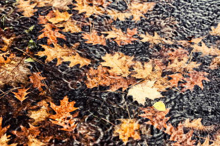Fall leaves floating in a puddle while it's raining.