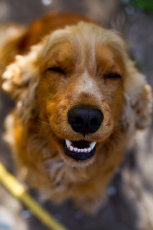 smiling red dog breeds cocker spaniel in the gardenの写真素材