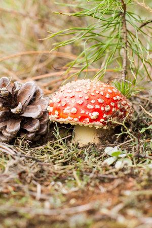 fungus fly agaric in the wild forestの写真素材