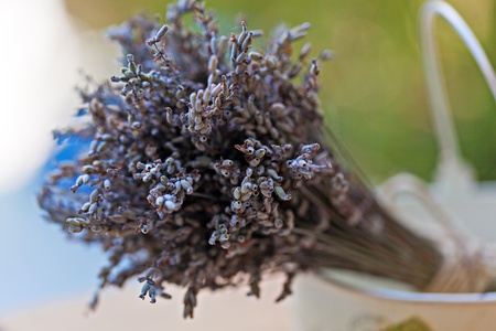 lavanderの写真素材