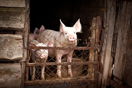 pigsの写真素材