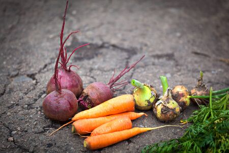 vegetablesの写真素材