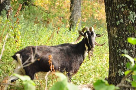 Wild goatの写真素材