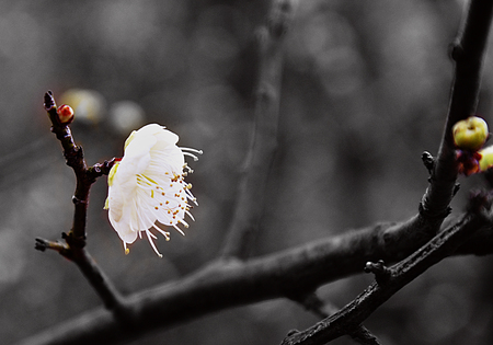 Plum flowerの写真素材