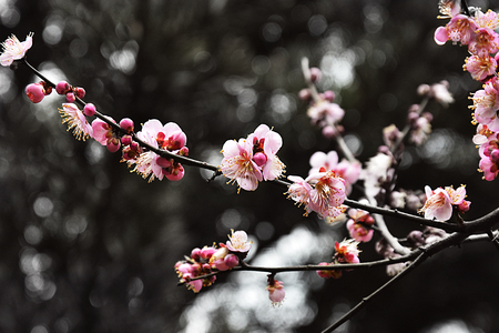 Plum flowerの写真素材