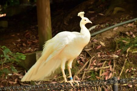 White Peacock at a Japanese Zooの写真素材