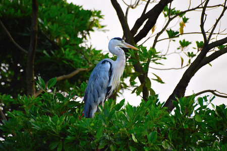 Japanese Crane resting on treeの写真素材