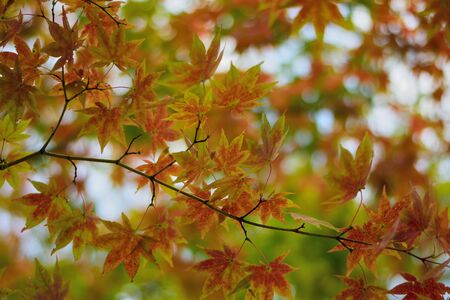 Changing color maple leaf in natural backgroundの写真素材