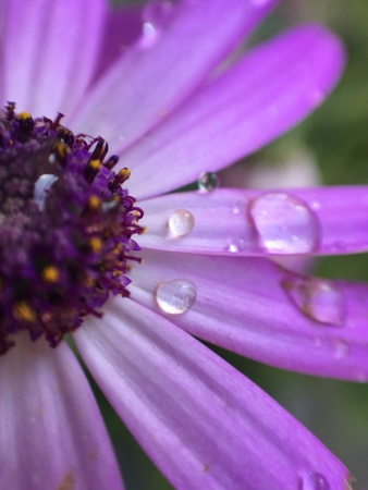 Macro water dews on water surfaceの素材