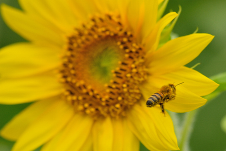 Honey Bee flying over large Sunflowerの写真素材