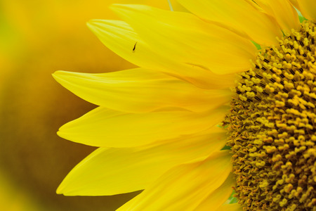 Summer Background of blooming sunflowerの写真素材