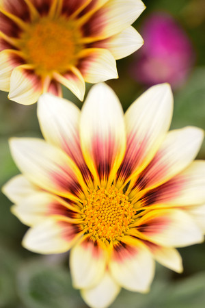 Macro texture of Yellow and brown Rudbeckia or Black-eyed-Susan flowers in vertical frameの写真素材
