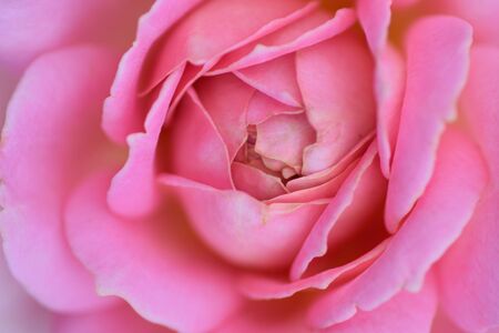 Macro details of vibrant pink colored rose petals in horizontal frameの写真素材