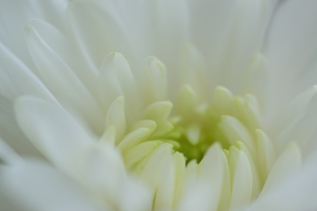 Macro details of white Dahlia flower petals in horizontal frameの写真素材