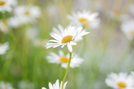 Summer background of white Daisy flowers in horizontal frameの写真素材