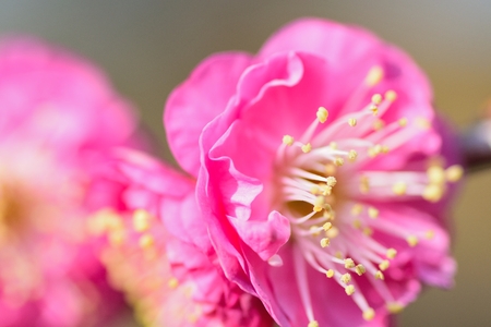 Macro details of Japanese Pink plum blossomsの写真素材