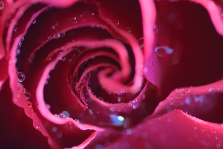 Macro texture of vibrant Red colored Rose with water droplets in horizontal frame