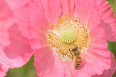 Macro details of Honeybee on pink Poppy flower in horizontal frameの写真素材
