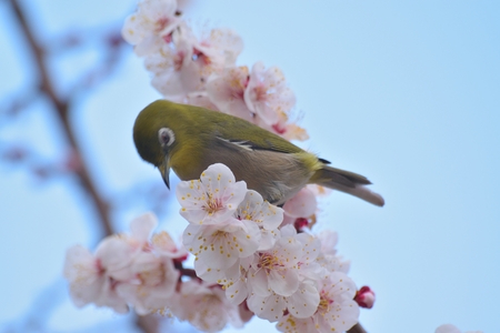 Japanese White Eye Bird on blooming White Plum blossom treeの写真素材