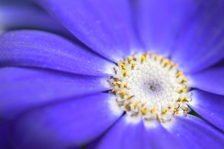 Macro texture of vibrant Blue colored Aster flowerの写真素材
