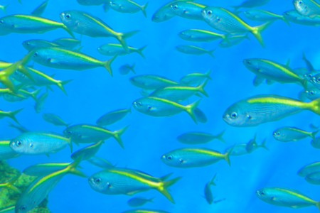 Nature background of Fish swimming in deep sea blue watersの写真素材